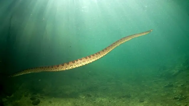 anaconda на Macho Tube