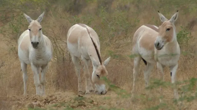 जंगली गधा, वाइल्ड ऐस, कच्छ, अखिलेश यादव