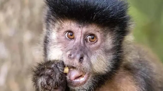 अगदी थोड्याशा प्रशिक्षणानंतर माकडांनी अधिक स्वस्त खाद्यपदार्थ देणाऱ्या प्रयोगकर्त्यांकडून खरेदी केली.