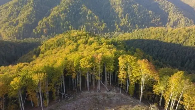 रोमेनिया जंगल