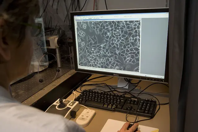 ஹென்ஹிட்டா லாக்ஸ்