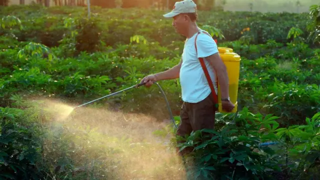 Homens fumigando plantação