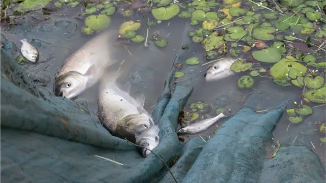 ઔદ્યોગિક એકમોનું ગંદું પાણી દરિયામાં છોડવાના કારણે ન માત્ર માછલીઓનાં મૃત્યુ થવાના કારણે માછીમારોની રોજગારી છીનવાશે?