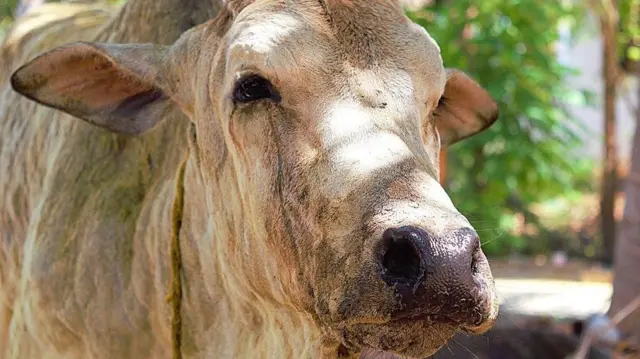 தமிழ்நாட்டில் மாடுகளுக்கு பரவும் பெரியம்மை நோய் மனிதர்களுக்கும் பரவமா?