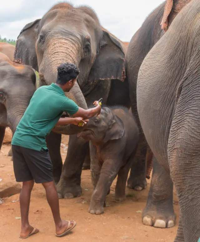 Pinnawala elephant calf