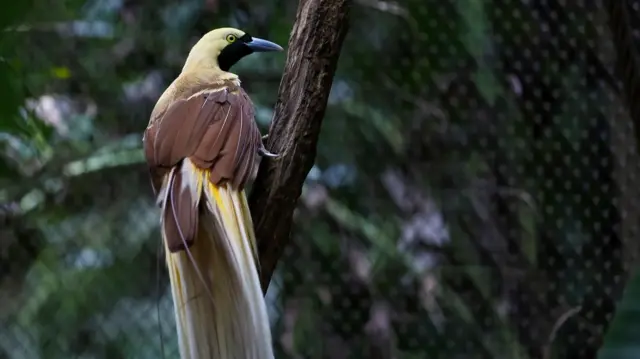 burung cenderawasih papua