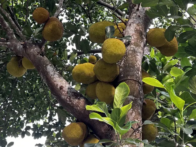 ပိန္နဲသီးဟာ ဗမာစကားမဟုတ်