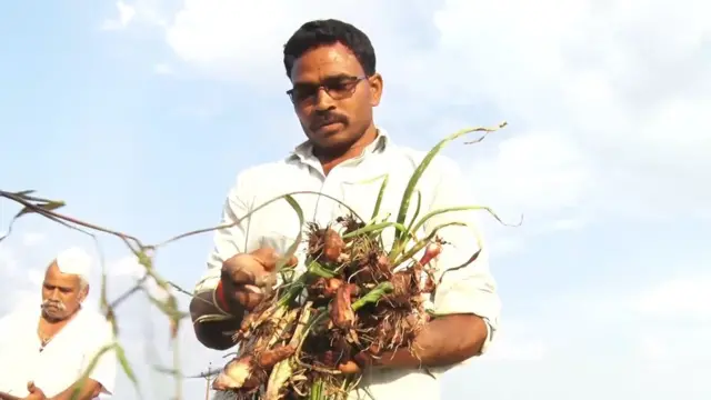 प्याज, नासिक