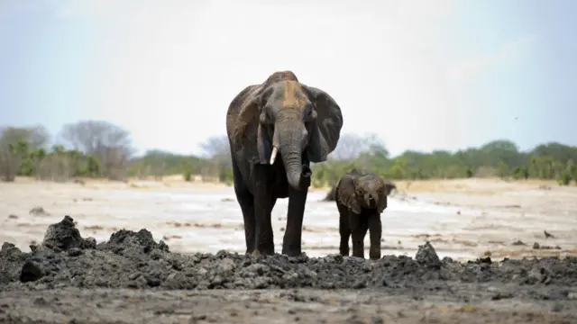 A mother elephant and her baby walk side-by-side across the open space