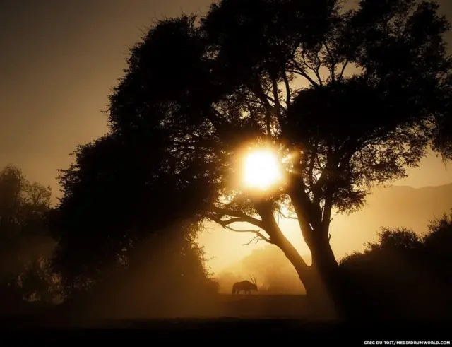 अफ्रीका के जानवर