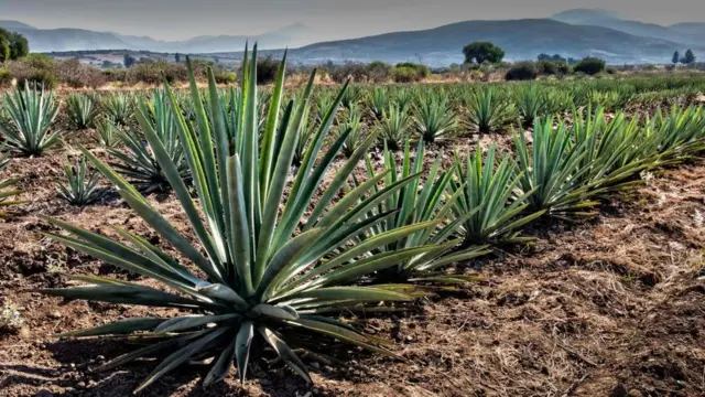 agave en Oaxaca