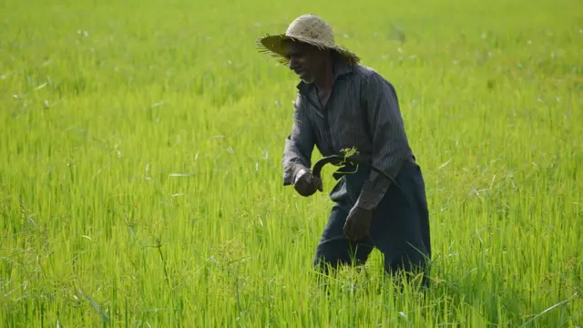 களை வெட்டுகிறார்