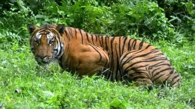 वाघ ट्रॅक होत नाही याचा अर्थ ते बेपत्ता असतात असा होत नाही, असं काही तज्ज्ञांना वाटतं.