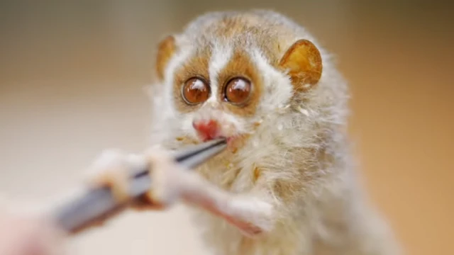 ਸਲੇਂਡਰ ਲੋਰਿਸ