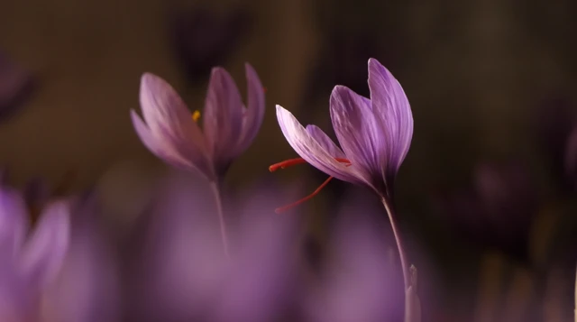 કેસરની ખેતી 