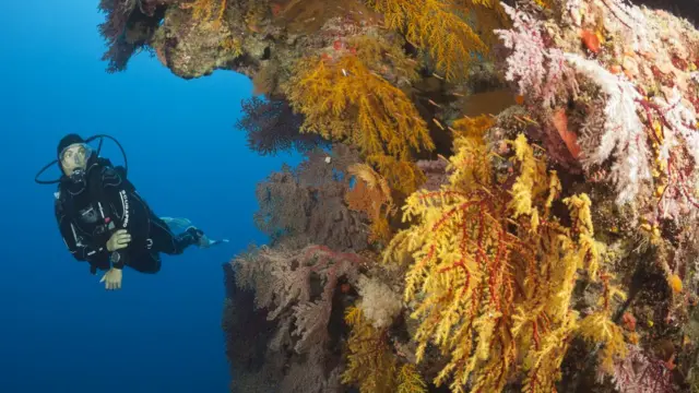 Gran barrera coralina de Australia