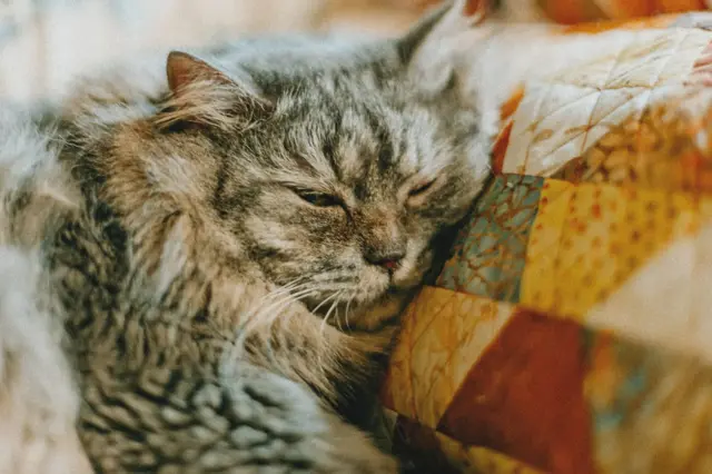 Gato dormindo