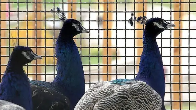 "باغ پرندگان قم"