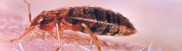 Punaises de lit