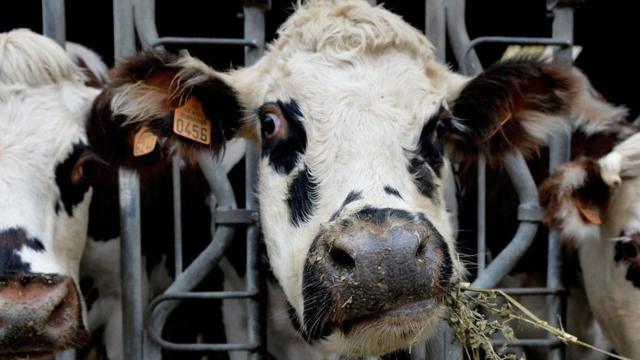 Vacas leiteiras mastigam a alfafa