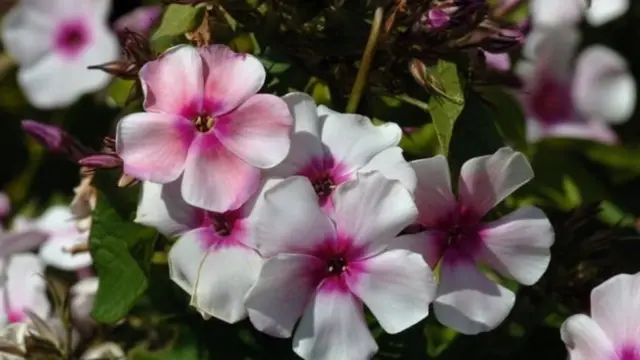 گل حنا