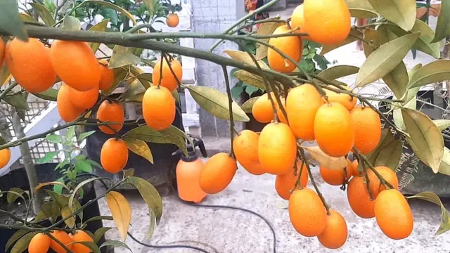 বিদেশী জাতের এই ফলটি দারুণ সুস্বাদু।