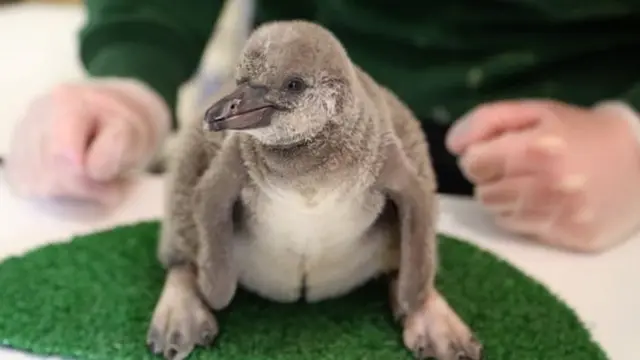Anak penguin Humbolt di Kebun Binatang London.