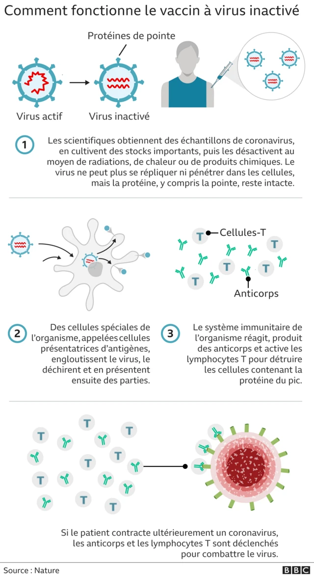 Graphique du vaccin à virus inactivé