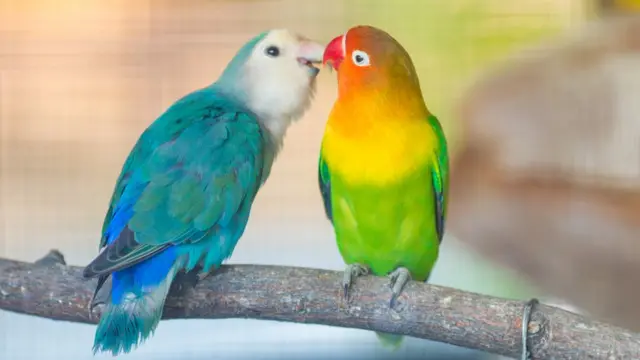 Пара попугаев
