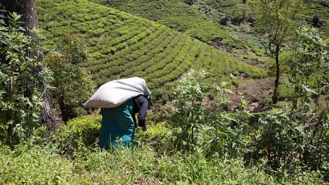 Female worker picking tea leaves on hillside, Nuwara Eliya, Sri Lanka