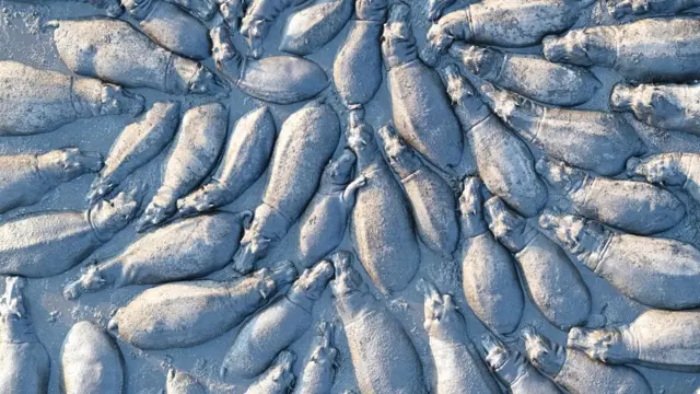 BigPicture Natural World Photography Competition