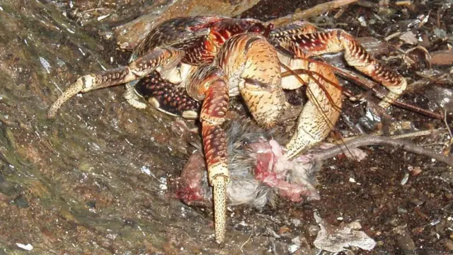 Cua dừa