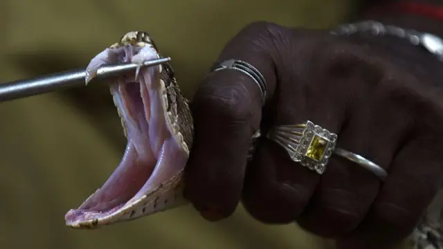 పాముకాటు మరణాలు 