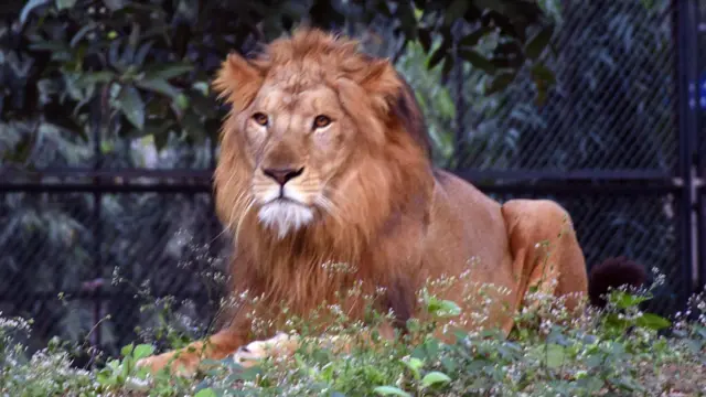 પ્રતીકાત્મક તસવીર