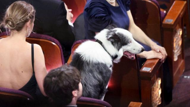 O cachorro Messi sentado em poltrona