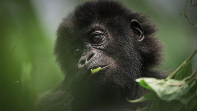 Un bebe gorila