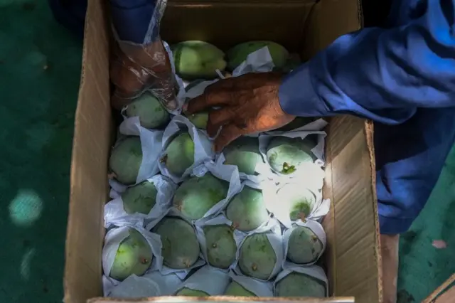 પાકિસ્તાનની સિંઘડી કેરી દુનિયાભરમાં એક્સપોર્ટ થાય છે