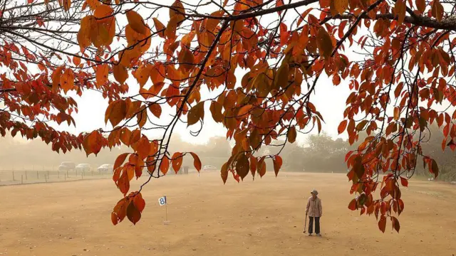 Yaşlı bir Japon elinde bastonuyla uzaktaki düz bir arazide görünüyor ön planda sonbaharda yaprakları kızarmış ağacın yaprakları var.