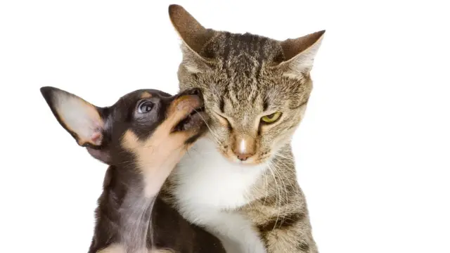 Perro besando a un gato
