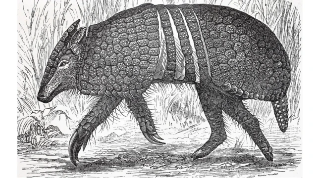 طرح یک آرمادیلو