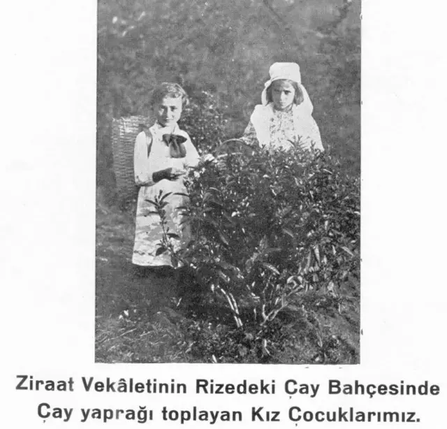 çay bahçesinde çalışan kız çocukları 