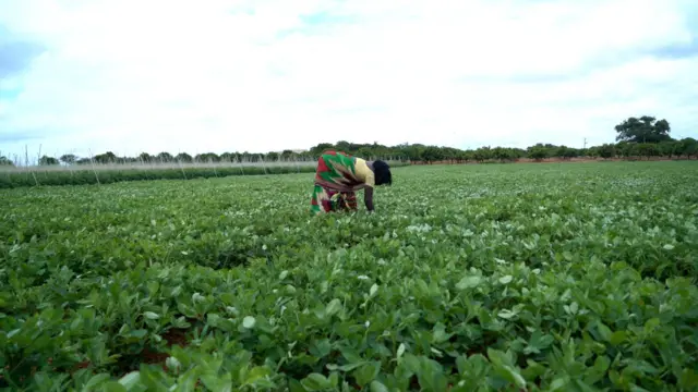 వన్నూరమ్మ