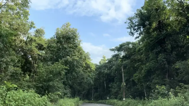 మేడారం, కూలిన చెట్లు, వాతావరణం మార్పులు