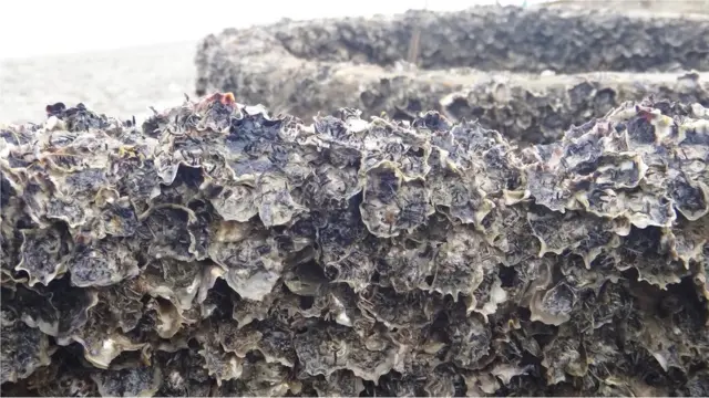 Au fil du temps, les huîtres se sont regroupées sur les anneaux de béton pour former un riche récif.