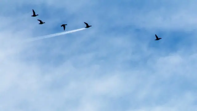 આકાશમાં ઊડતાં પક્ષીઓ.