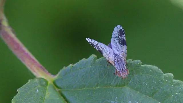 Дрозофіла на зеленому листку