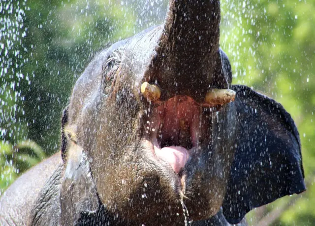 Un elefante lanzando agua
