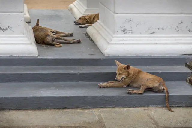 ශ්රී ලංකාවේ ජලභීතිකා රෝගය හේතුවෙන් වාර්ෂිකව මරණ 20ත් 30ත් අතර ප්රමාණයක් සිදුවේ