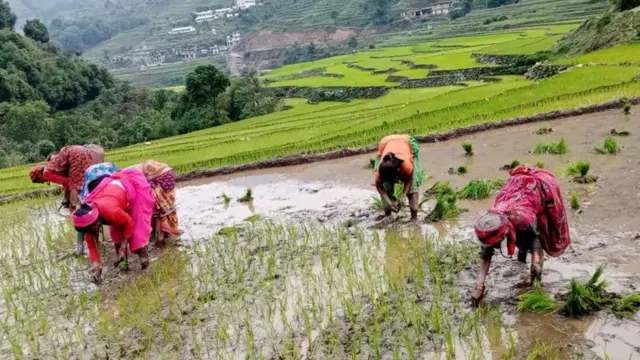 खेतीपाती