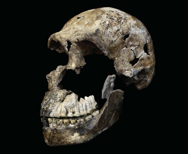 Остатки черепа взрослого мужчины H. naledi